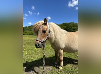 Mini Shetland Pony, Stute, 15 Jahre, Palomino