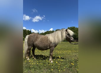 Mini Shetland Pony, Stute, 15 Jahre, Palomino