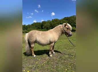 Mini Shetland Pony, Stute, 15 Jahre, Palomino