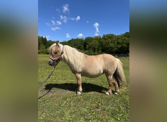 Mini Shetland Pony, Stute, 15 Jahre, Palomino