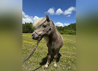 Mini Shetland Pony, Stute, 15 Jahre, Palomino