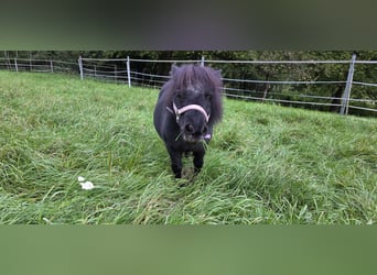 Mini Shetland Pony, Stute, 16 Jahre, 75 cm