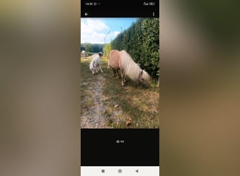 Mini Shetland Pony, Stute, 16 Jahre, 85 cm, Cremello