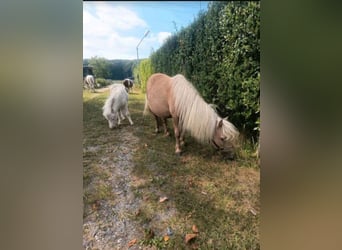Mini Shetland Pony, Stute, 16 Jahre, 85 cm, Palomino