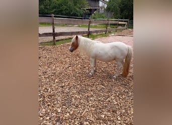 Mini Shetland Pony, Stute, 16 Jahre, 89 cm