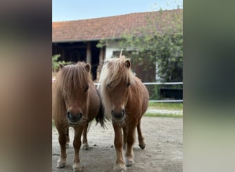 Mini Shetland Pony, Stute, 17 Jahre, 80 cm, Fuchs