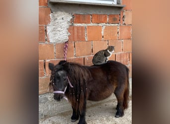 Mini Shetland Pony, Stute, 17 Jahre, 80 cm, Rappe