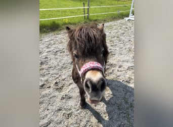 Mini Shetland Pony, Stute, 17 Jahre, 90 cm, Fuchs