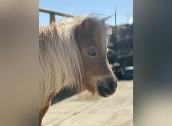 Mini Shetland Pony, Stute, 18 Jahre, 70 cm, Fuchs