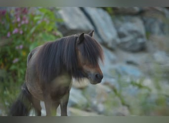 Mini Shetland Pony, Stute, 18 Jahre, Dunkelbrauner