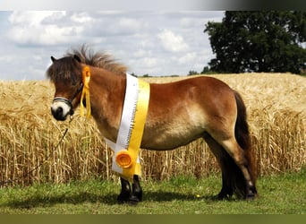 Mini Shetland Pony, Stute, 19 Jahre, 82 cm, Brauner