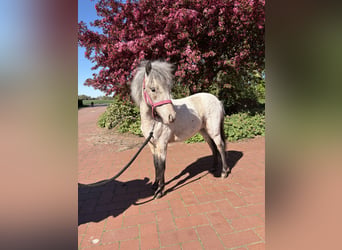 Mini Shetland Pony, Stute, 1 Jahr, 100 cm, Tigerschecke
