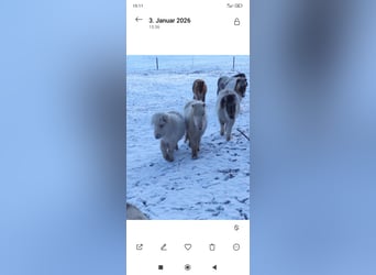 Mini Shetland Pony, Stute, 1 Jahr, 70 cm, Palomino