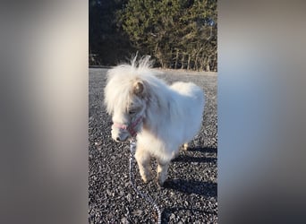 Mini Shetland Pony, Stute, 1 Jahr, 70 cm, Palomino