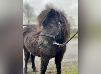 Mini Shetland Pony, Stute, 1 Jahr, 75 cm, Rappe