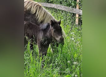 Mini Shetland Pony, Stute, 1 Jahr, 80 cm, Rappe
