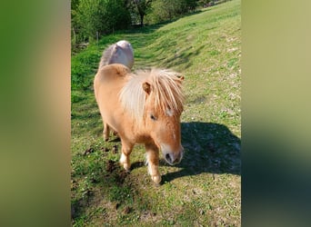 Mini Shetland Pony, Stute, 1 Jahr, 83 cm, Falbe