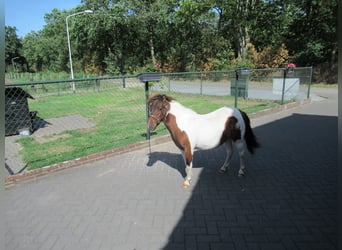 Mini Shetland Pony, Stute, 1 Jahr, 93 cm, Schecke