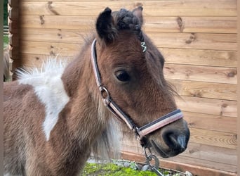 Mini Shetland Pony, Stute, 1 Jahr, Schecke