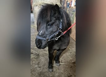 Mini Shetland Pony, Stute, 20 Jahre, 80 cm, Rappe