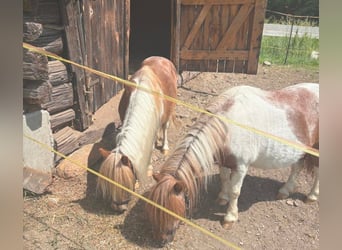Mini Shetland Pony, Stute, 20 Jahre, 85 cm, Schecke