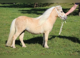 Mini Shetland Pony, Stute, 2 Jahre, 80 cm, Palomino
