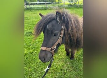 Mini Shetland Pony, Stute, 2 Jahre, 83 cm, Buckskin