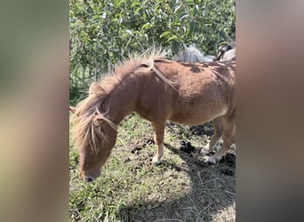 Mini Shetland Pony, Stute, 2 Jahre, 85 cm, Fuchs