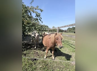 Mini Shetland Pony, Stute, 2 Jahre, 85 cm, Fuchs