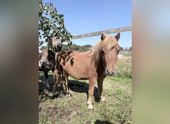 Mini Shetland Pony, Stute, 2 Jahre, 85 cm, Fuchs
