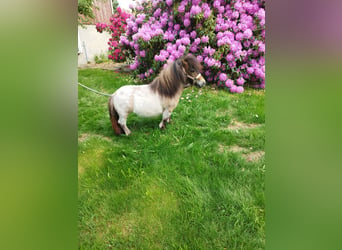 Mini Shetland Pony, Stute, 3 Jahre, 66 cm, Braunfalbschimmel