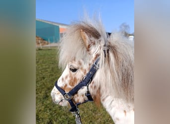 Mini Shetland Pony, Stute, 3 Jahre, 78 cm, Palomino