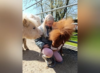 Mini Shetland Pony, Stute, 3 Jahre, 78 cm, Palomino