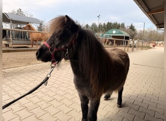 Mini Shetland Pony, Stute, 3 Jahre, 81 cm, Schimmel