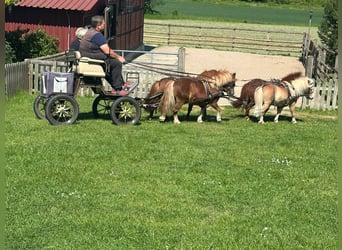 Mini Shetland Pony, Stute, 3 Jahre, 88 cm, Fuchs
