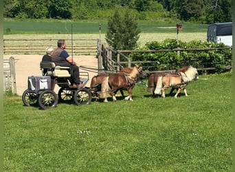 Mini Shetland Pony, Stute, 3 Jahre, 88 cm, Fuchs