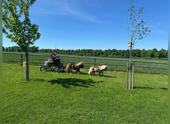 Mini Shetland Pony, Stute, 3 Jahre, 88 cm, Fuchs
