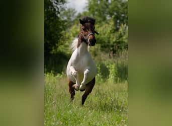 Mini Shetland Pony, Stute, 3 Jahre, Schecke