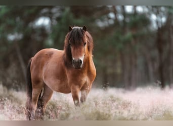 Mini Shetland Pony, Stute, 5 Jahre, 189 cm, Brauner