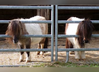 Mini Shetland Pony, Stute, 5 Jahre, 74 cm, Schecke