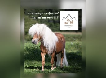 Mini Shetland Pony, Stute, 5 Jahre, 80 cm, Fuchs