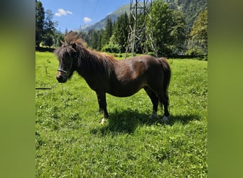 Mini Shetland Pony, Stute, 5 Jahre, 83 cm, Schecke