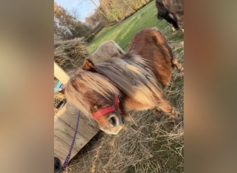 Mini Shetland Pony, Stute, 5 Jahre, 86 cm, Fuchs