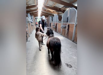 Mini Shetland Pony, Stute, 5 Jahre, 89 cm, Rappe