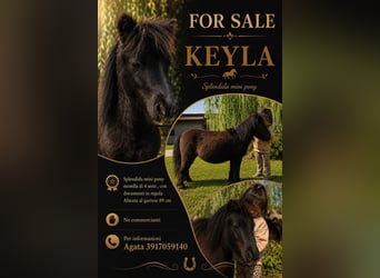 Mini Shetland Pony, Stute, 5 Jahre, 89 cm, Rappe