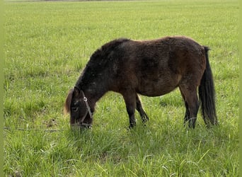 Mini Shetland Pony, Stute, 5 Jahre, 90 cm, Brauner