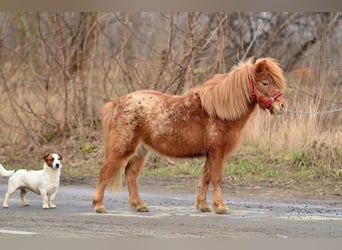 Mini Shetland Pony, Stute, 5 Jahre, 90 cm, Tigerschecke