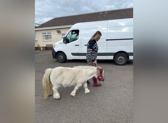 Mini Shetland Pony, Stute, 5 Jahre, 91 cm, White