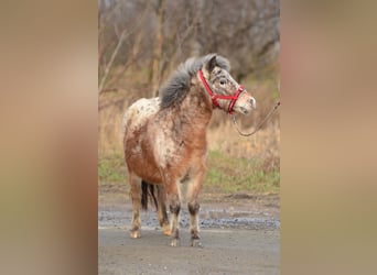 Mini Shetland Pony, Stute, 5 Jahre, 93 cm, Tigerschecke