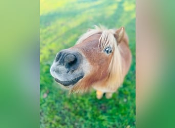 Mini Shetland Pony, Stute, 5 Jahre, Fuchs